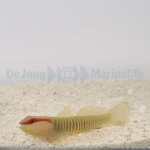 Elacatinus multifasciatus