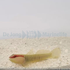 Elacatinus multifasciatus