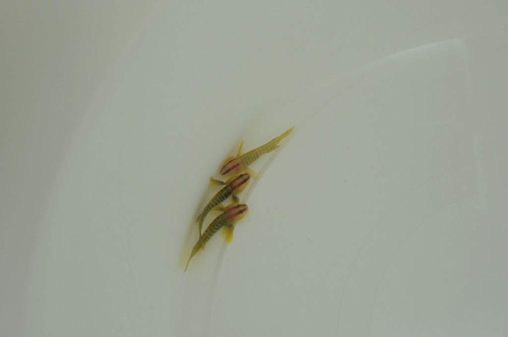 Elacatinus multifasciatus