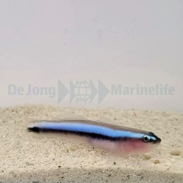 Elacatinus oceanops