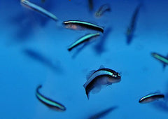 Elacatinus oceanops