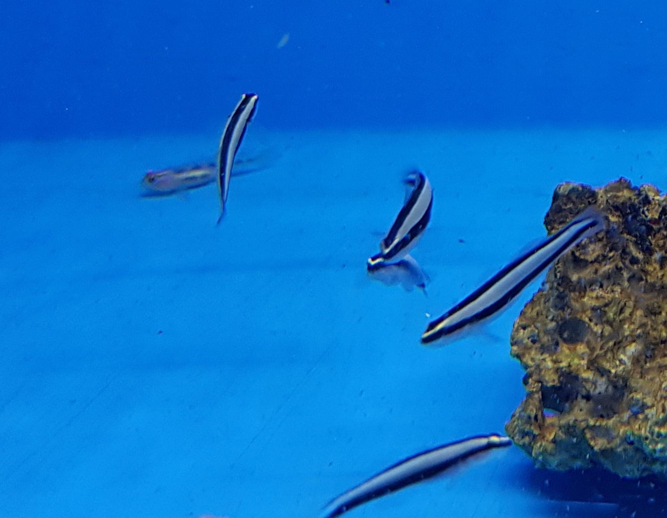 Elacatinus prochilos