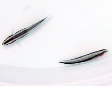 Elacatinus prochilos