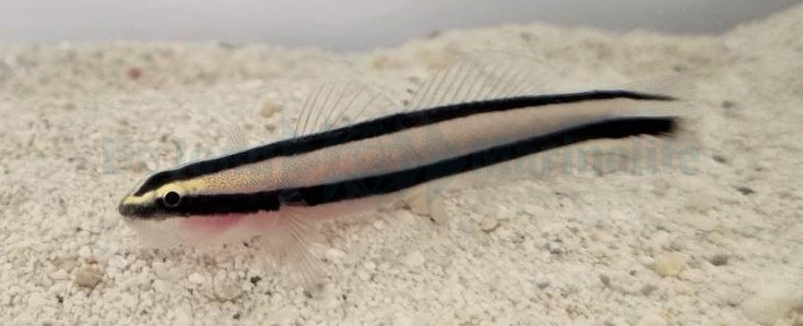 Elacatinus prochilos