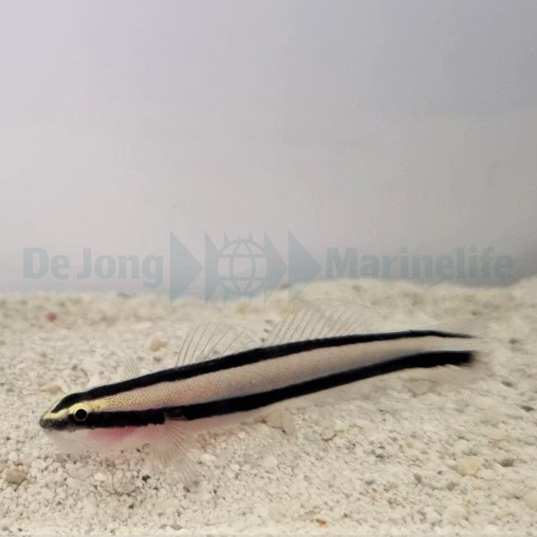 Elacatinus prochilos