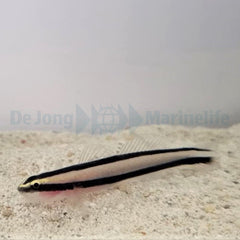 Elacatinus prochilos