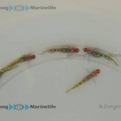 Elacatinus puncticulatus