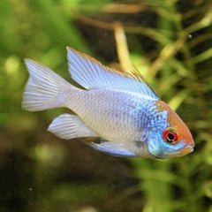 Apist.ramirezi electric blue 3 cm.