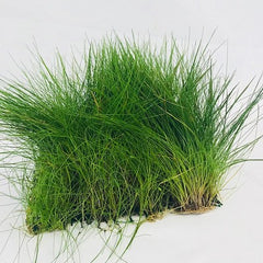 Eleocharis op net 10x15 cm.@