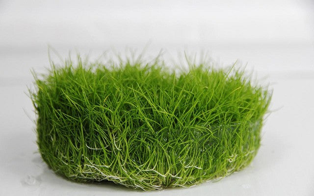 Eleocharis parvula in beker 100 ml.@