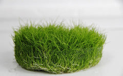 Eleocharis parvula in beker 100 ml.@
