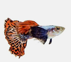 Poecilia ret. Guppy elephant ear M