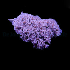 Elysia crispata