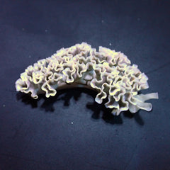 Elysia crispata