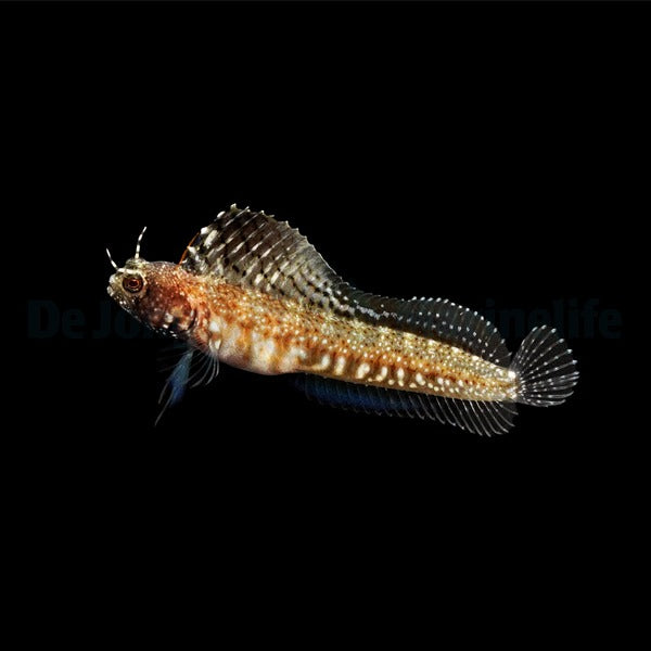 Emblemaria pandionis