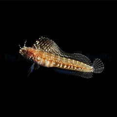 Emblemaria pandionis