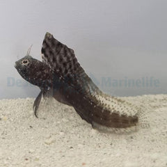 Emblemaria pandionis