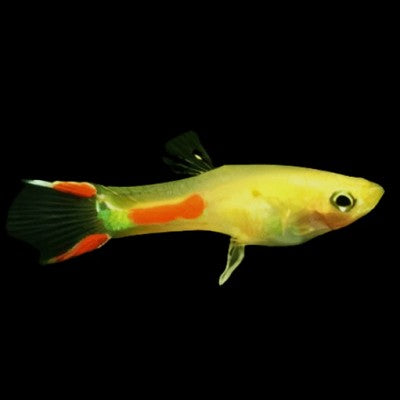 Poecilia ret.   Guppy endler gold