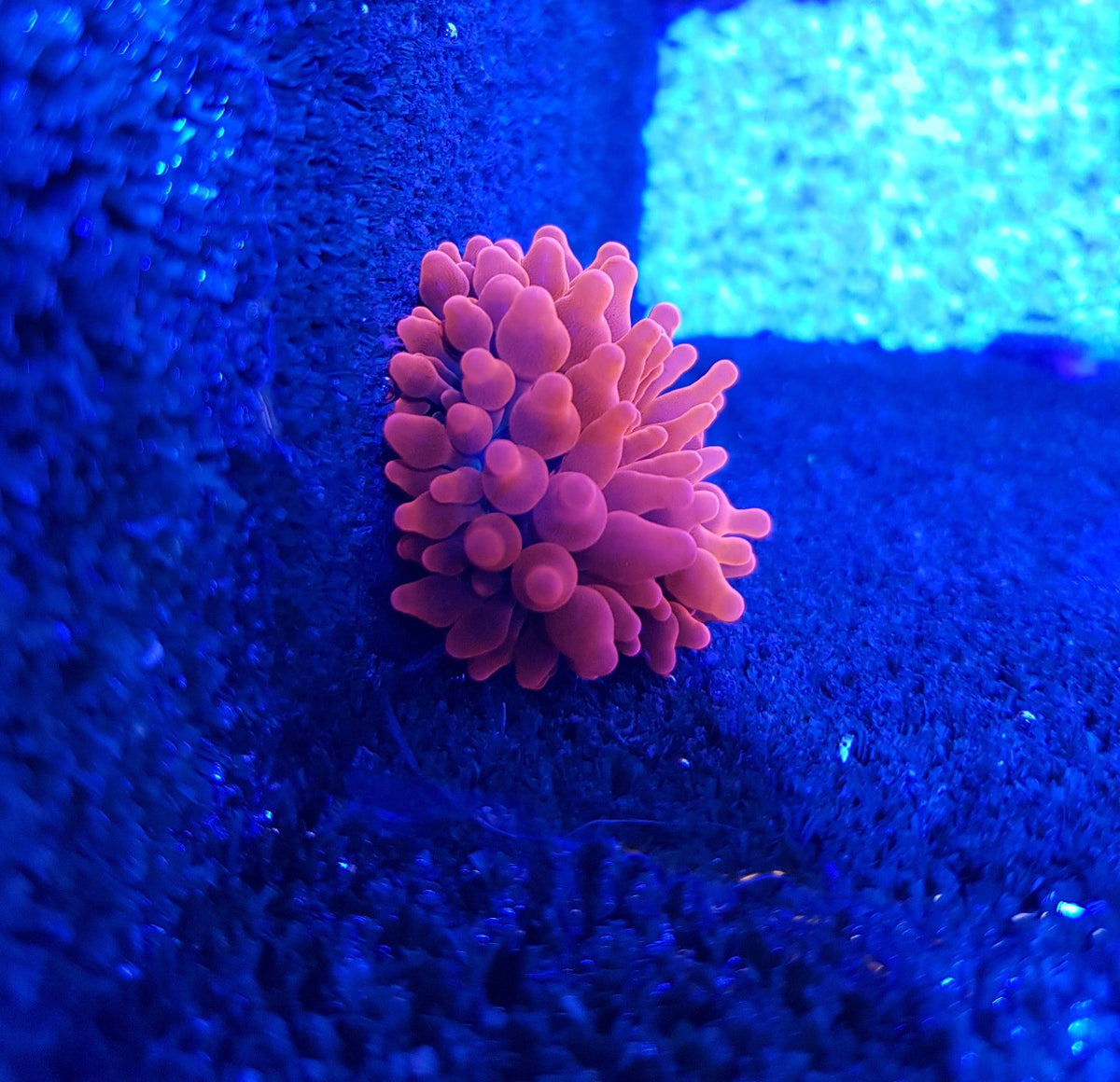 Entacmaea quadricolor (Red)