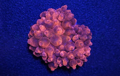 Entacmaea quadricolor (Red)