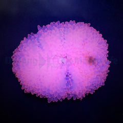 Entacmaea quadricolor (Pink)