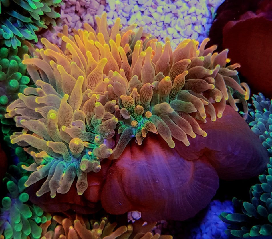 Entacmaea quadricolor (Sunburst-Rainbow)