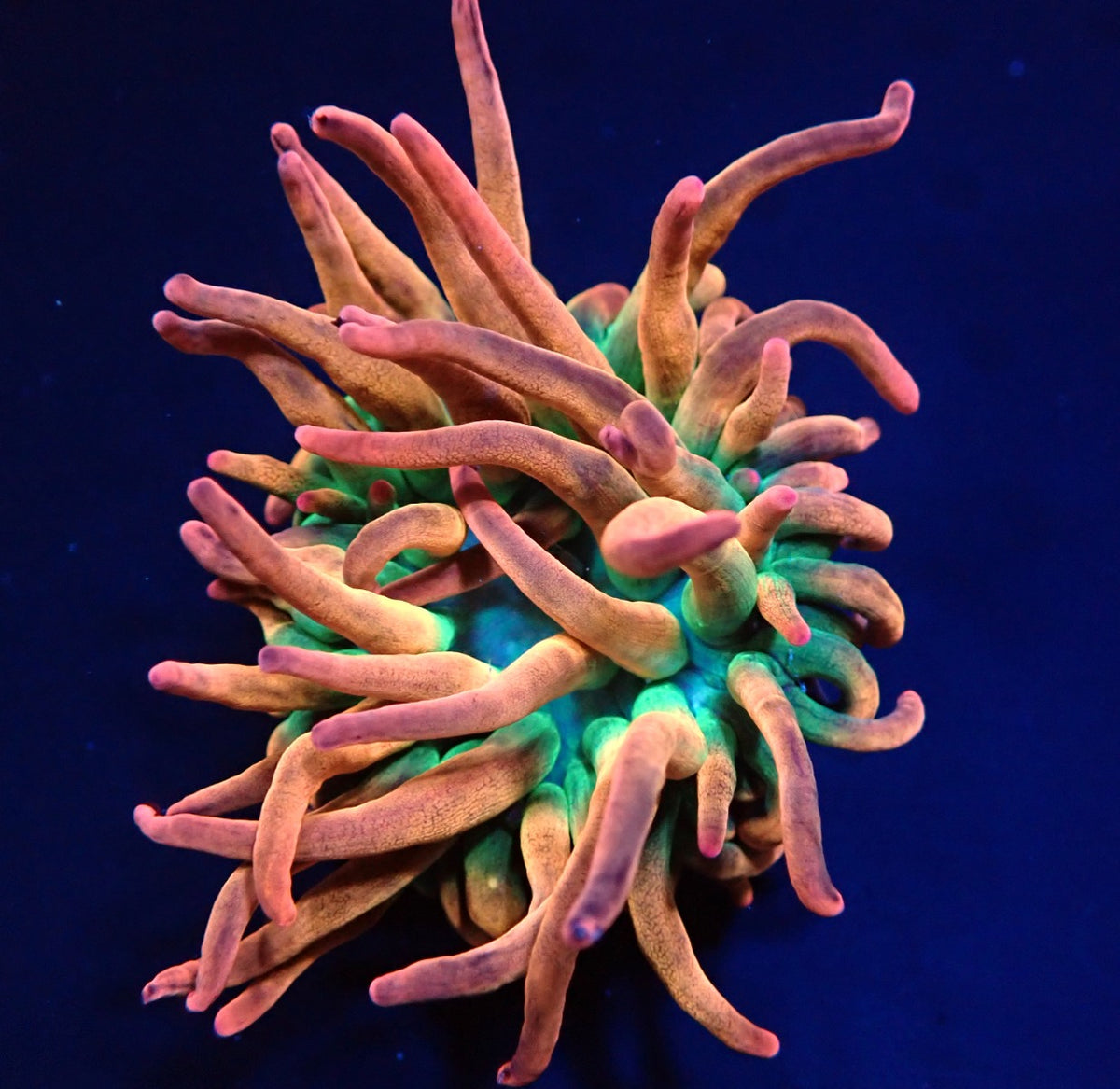 Entacmaea quadricolor (Sunburst-Rainbow)
