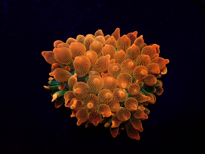 Entacmaea quadricolor (Red-Green)