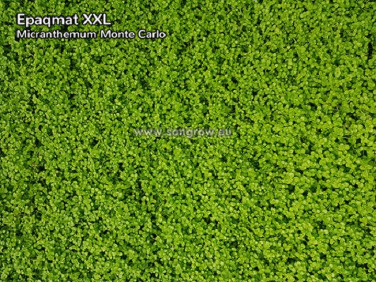 Micranthemum Monte Carlo vitro potje