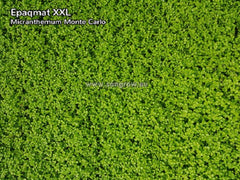 Micranthemum Monte Carlo vitro potje