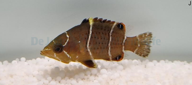 Epibulus insidiator