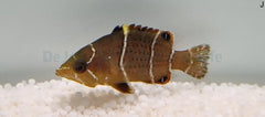 Epibulus insidiator