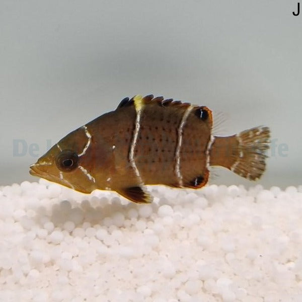 Epibulus insidiator