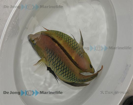 Epibulus insidiator