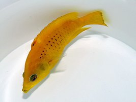Epibulus insidiator