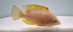 Epibulus insidiator