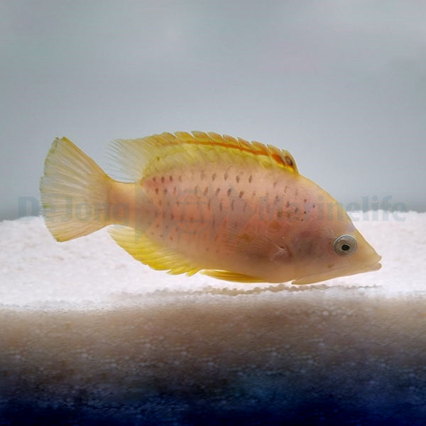 Epibulus insidiator