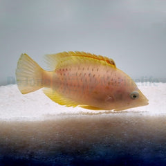 Epibulus insidiator