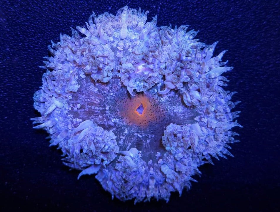 Epicystis crucifer