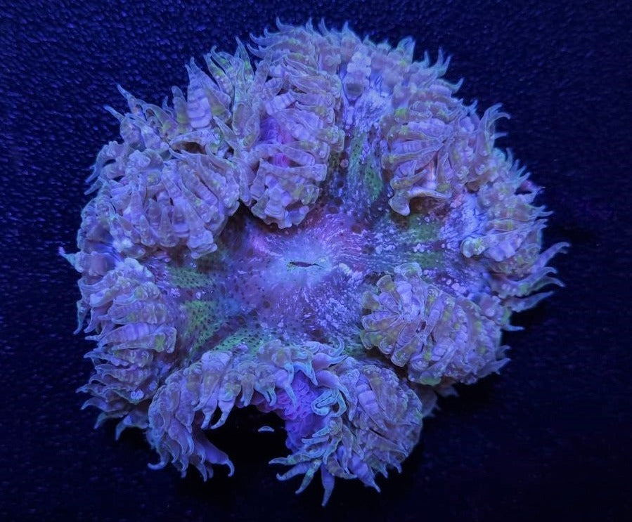 Epicystis crucifer
