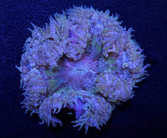 Epicystis crucifer