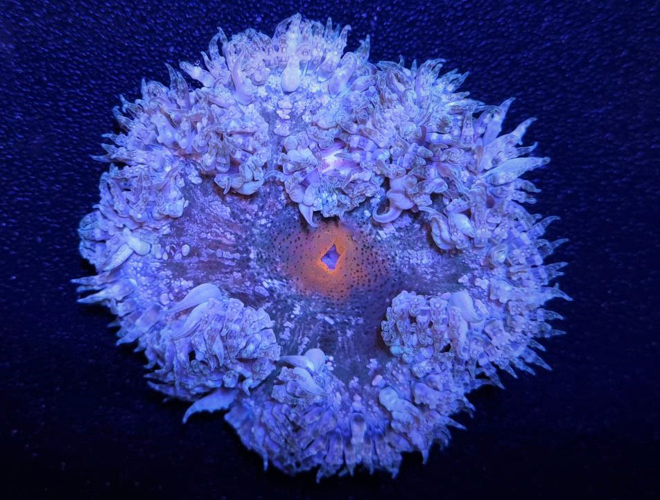 Epicystis crucifer