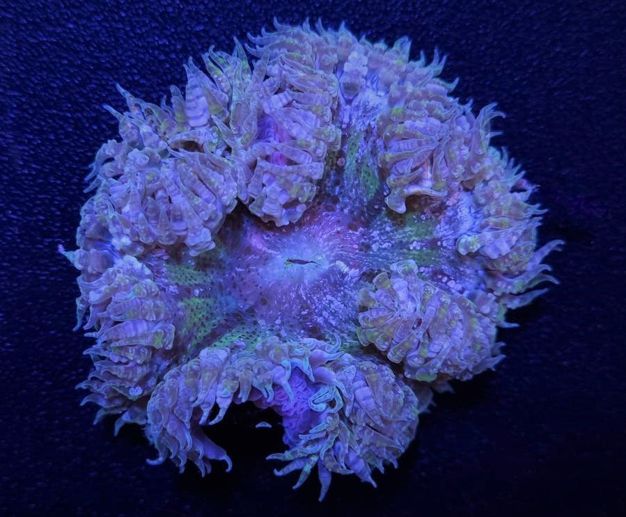 Epicystis crucifer