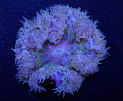 Epicystis crucifer