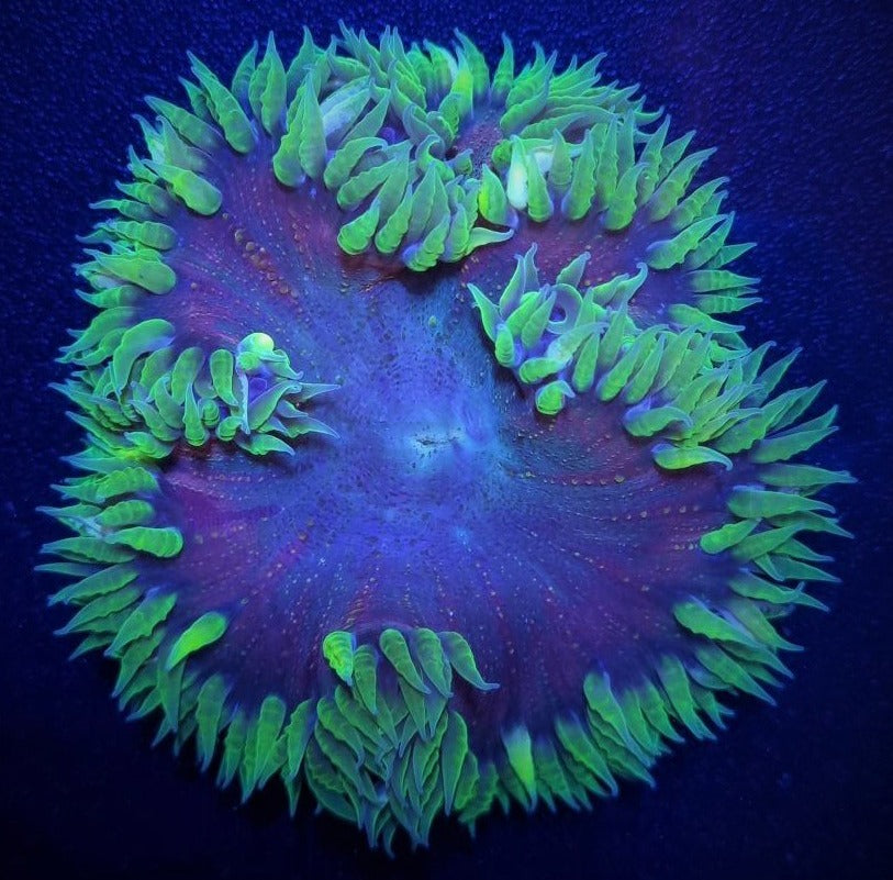 Epicystis crucifer (Ultra)