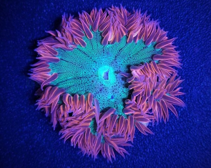 Epicystis crucifer (Ultra)
