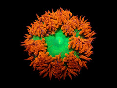 Epicystis crucifer (Ultra)