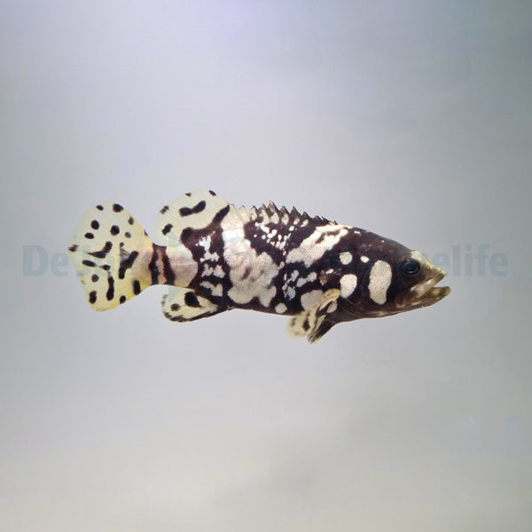 Epinephelus lanceolatus - T.B.