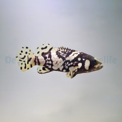 Epinephelus lanceolatus - T.B.