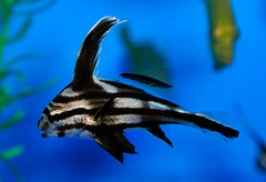 Equetus acuminatus